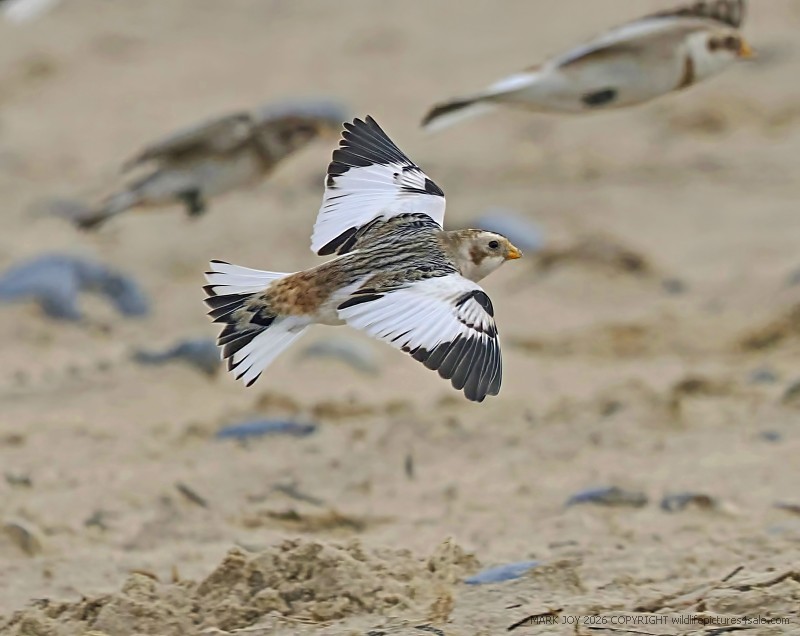 Snow Bunting