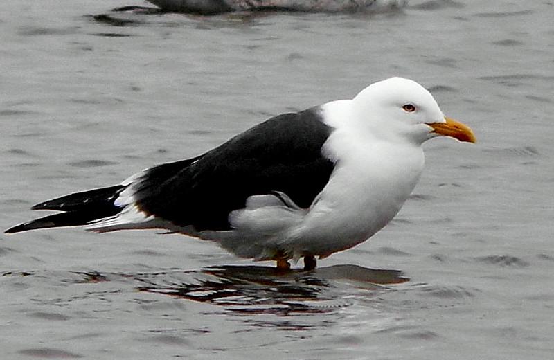 Baltic Gull