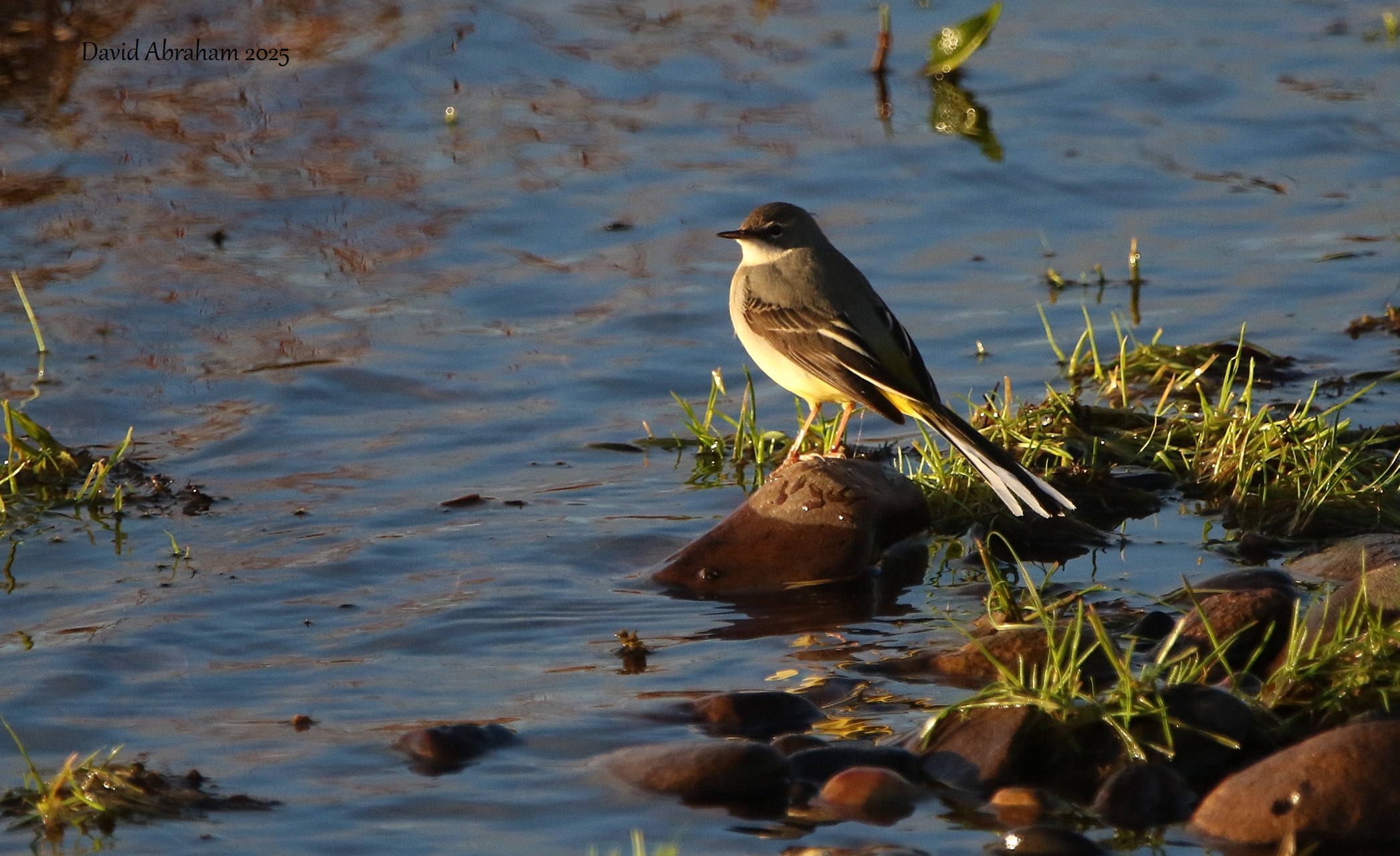 Grey Wagtail 