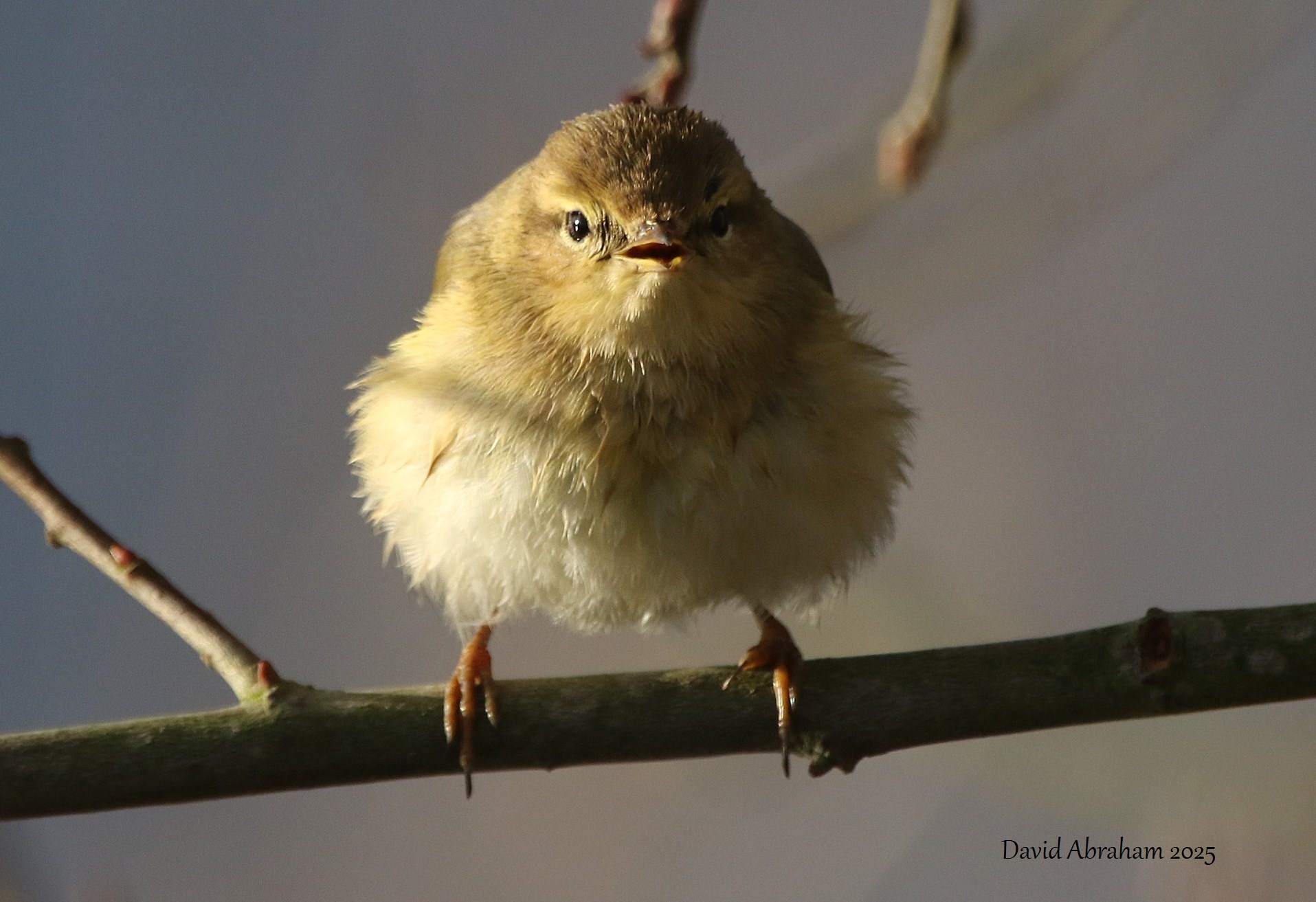 Chiffchaff 