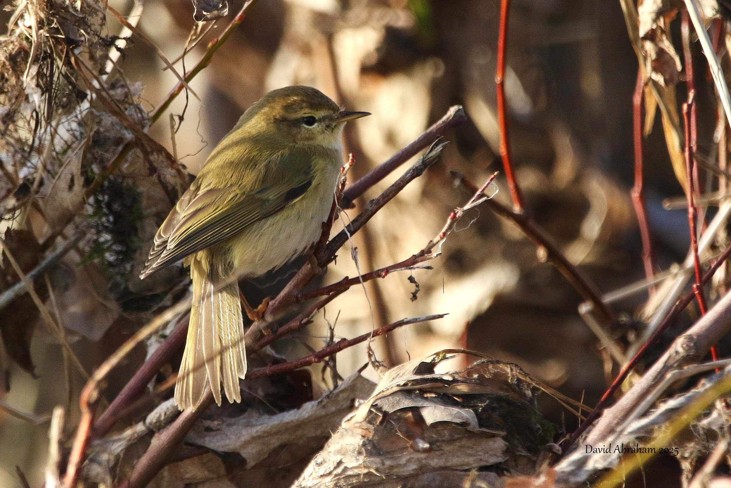Chiffchaff 