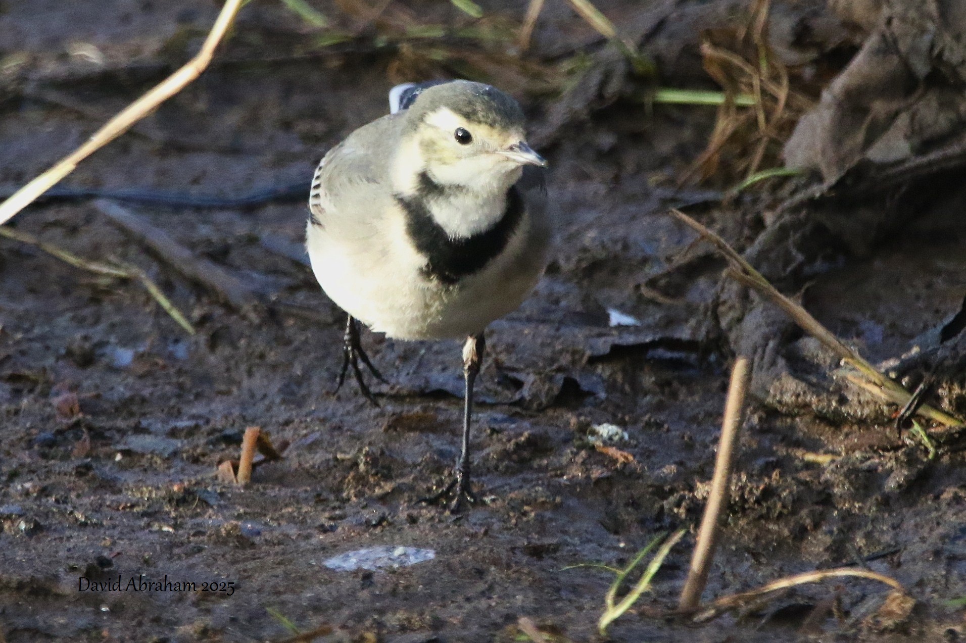 Pied Wagtail