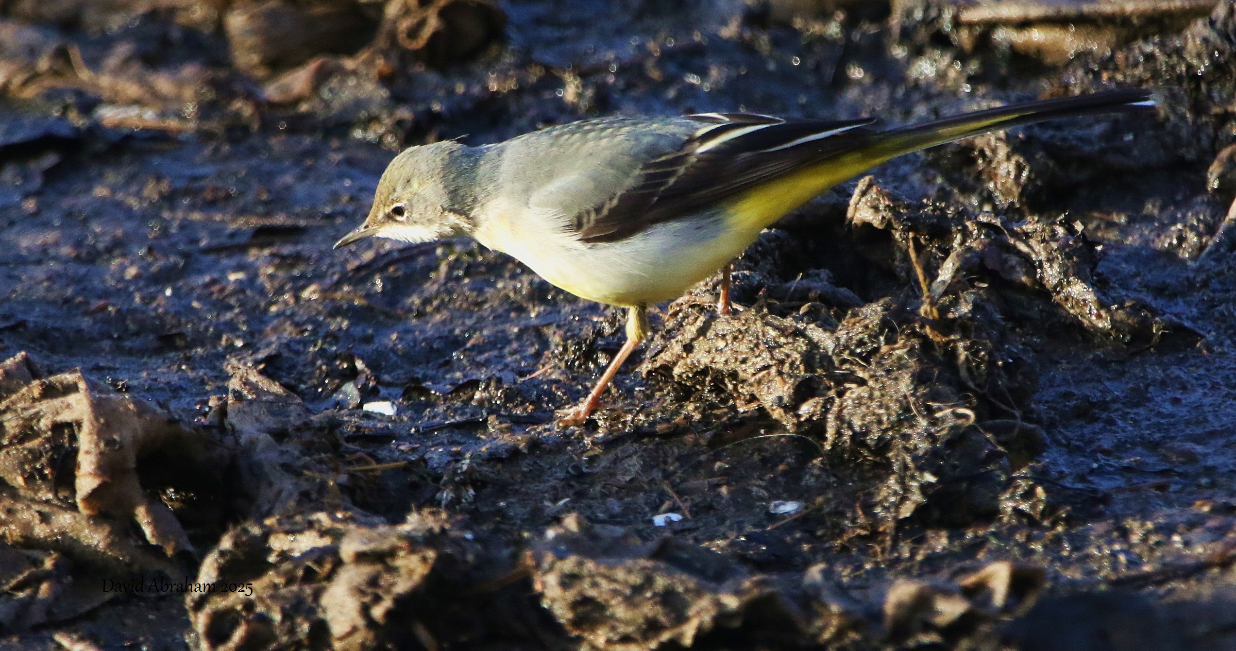 Grey Wagtail 