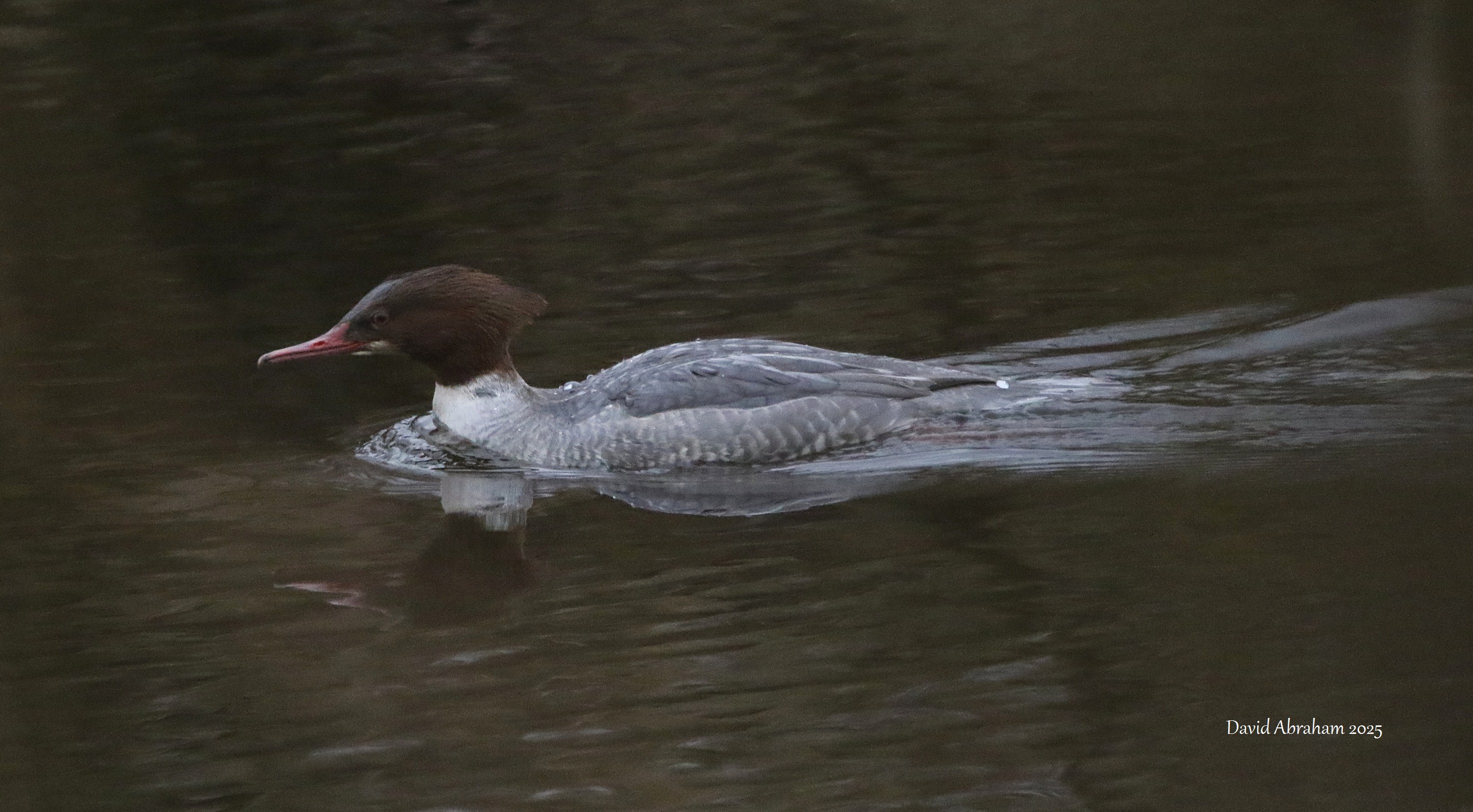 Goosander