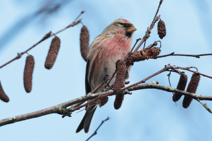 Lesser Redpoll