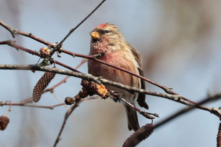 Lesser Redpoll