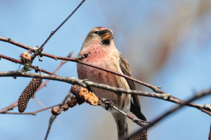 Lesser Redpoll