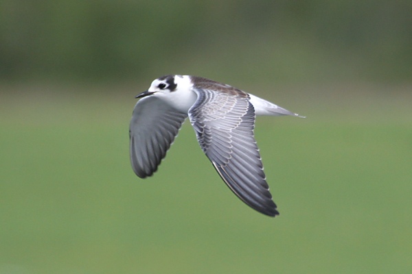 White-winged Black Tern