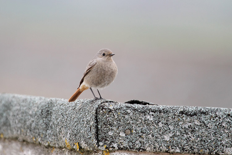 Black Redstart