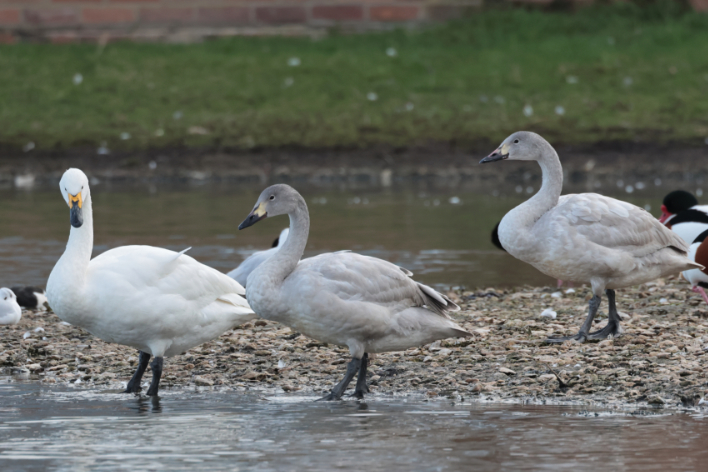 Bewick's Swan
