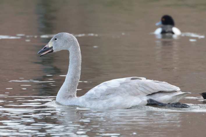 Bewick's Swan