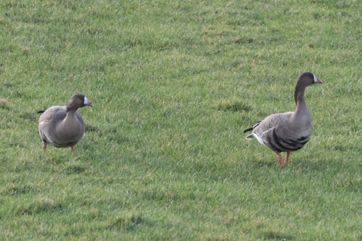 Russian White-fronted Goose