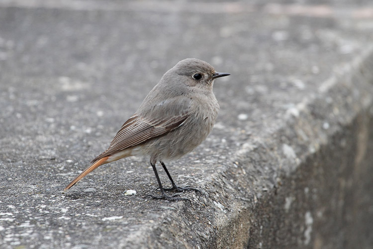 Black Redstart