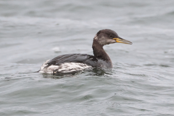 Red-necked Grebe