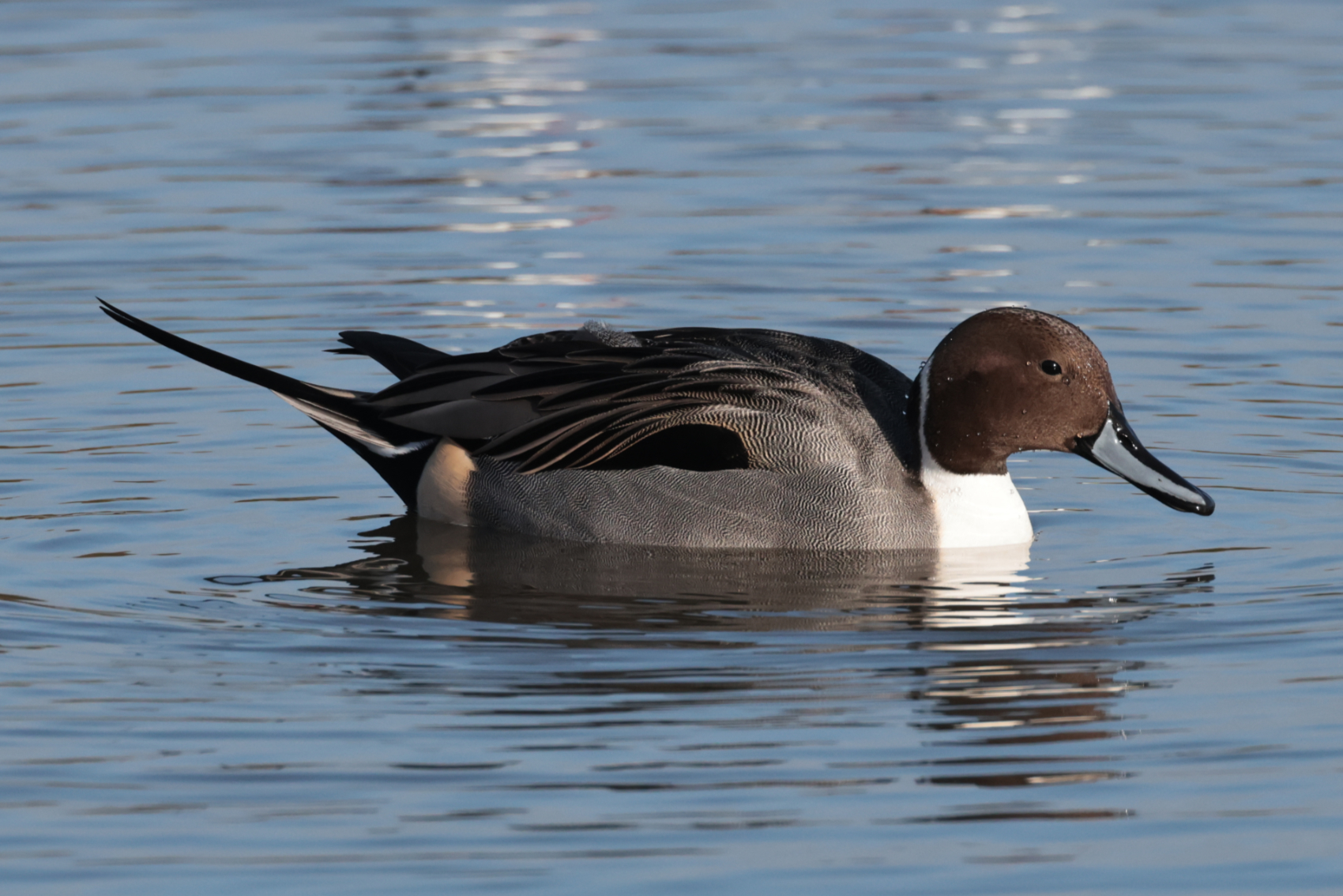 Pintail