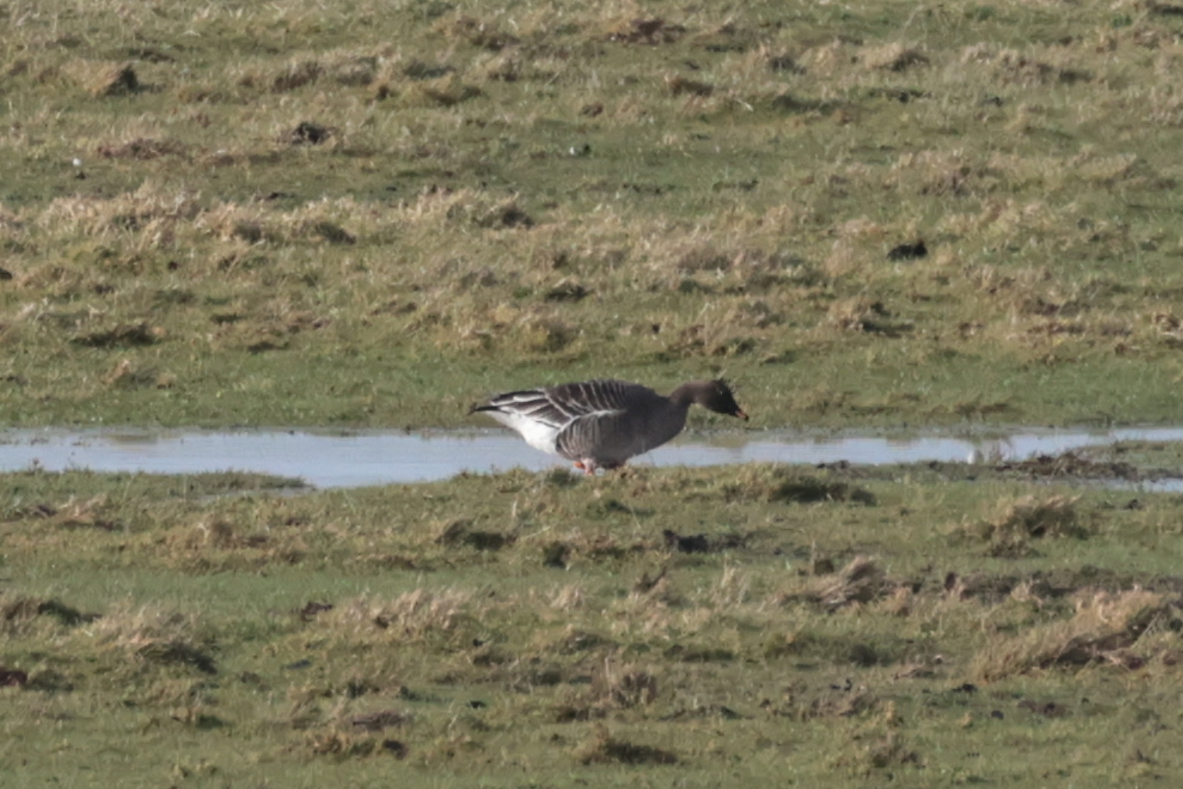 Tundra Bean Goose