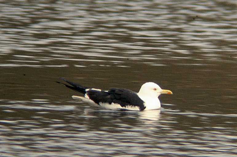 Baltic Gull