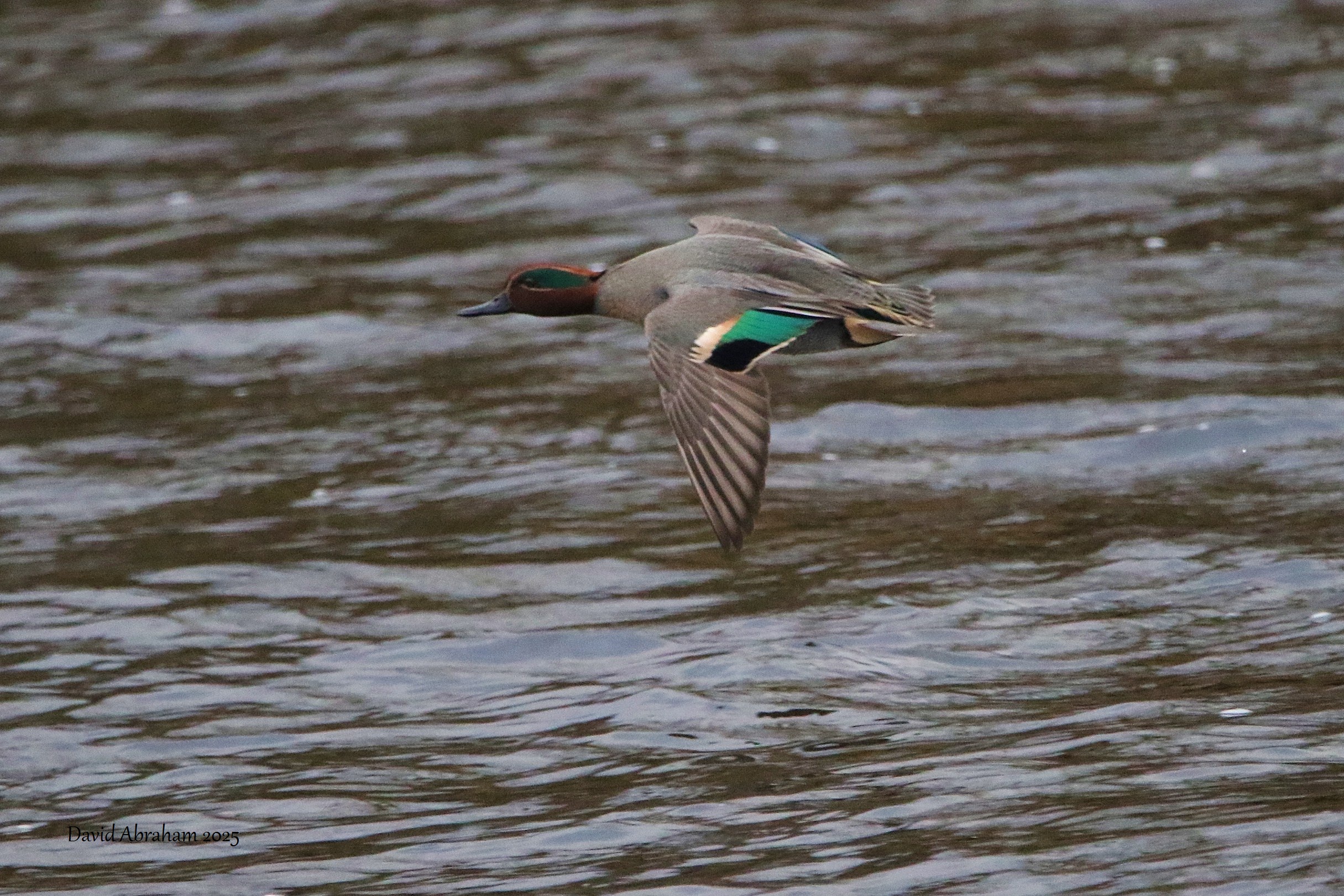 Eurasian Teal 