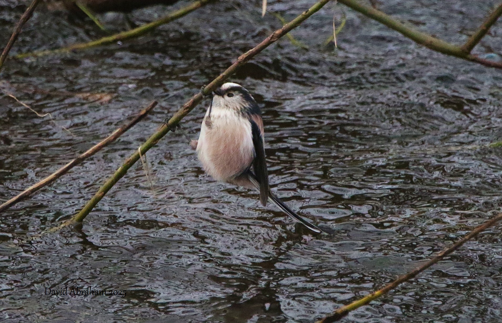 Long-tailed Tit