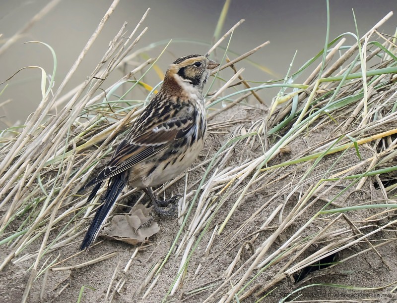 Lapland Bunting
