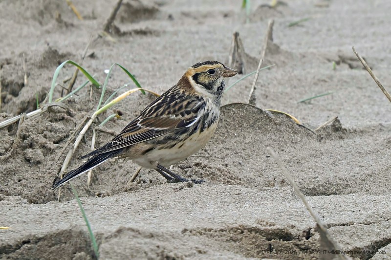 Lapland Bunting