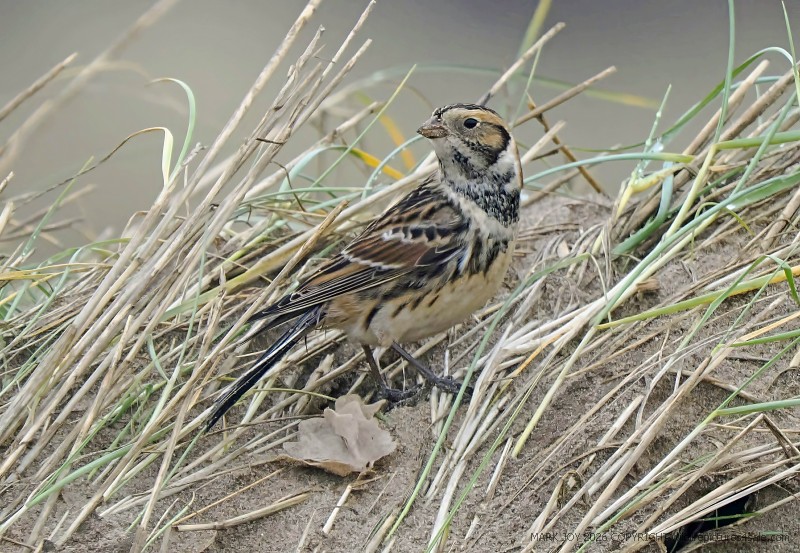 Lapland Bunting