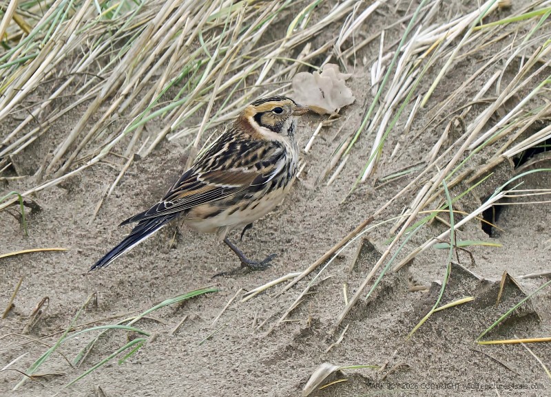 Lapland Bunting