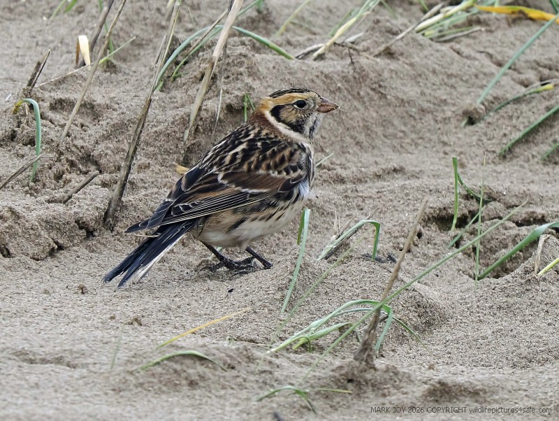 Lapland Bunting