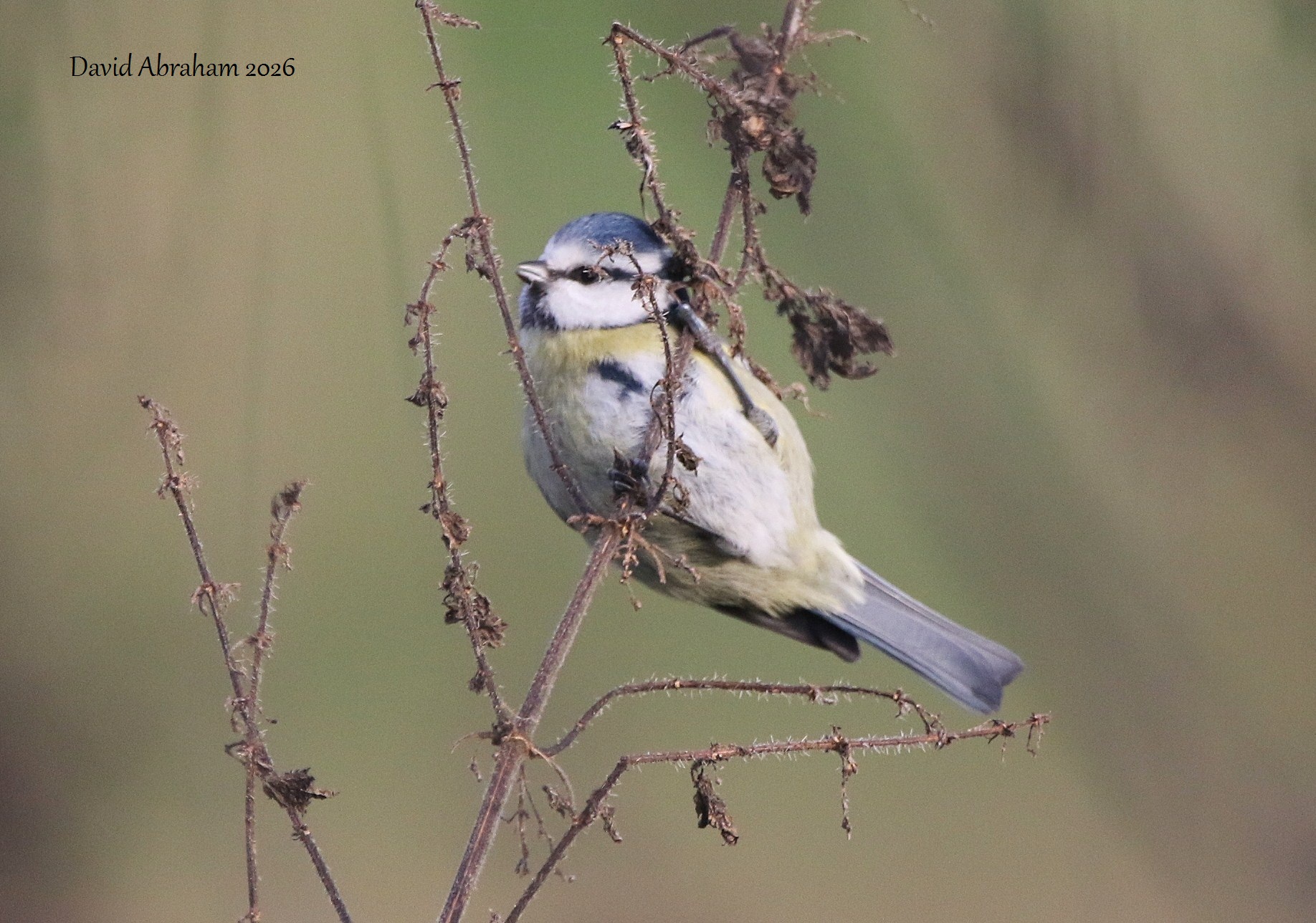  Blue Tit 