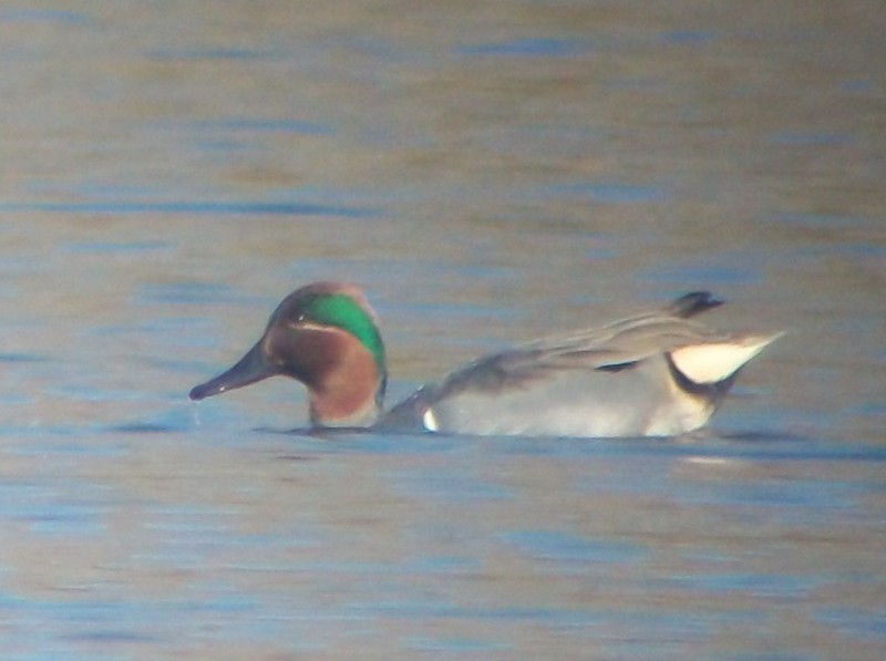 Green-winged Teal
