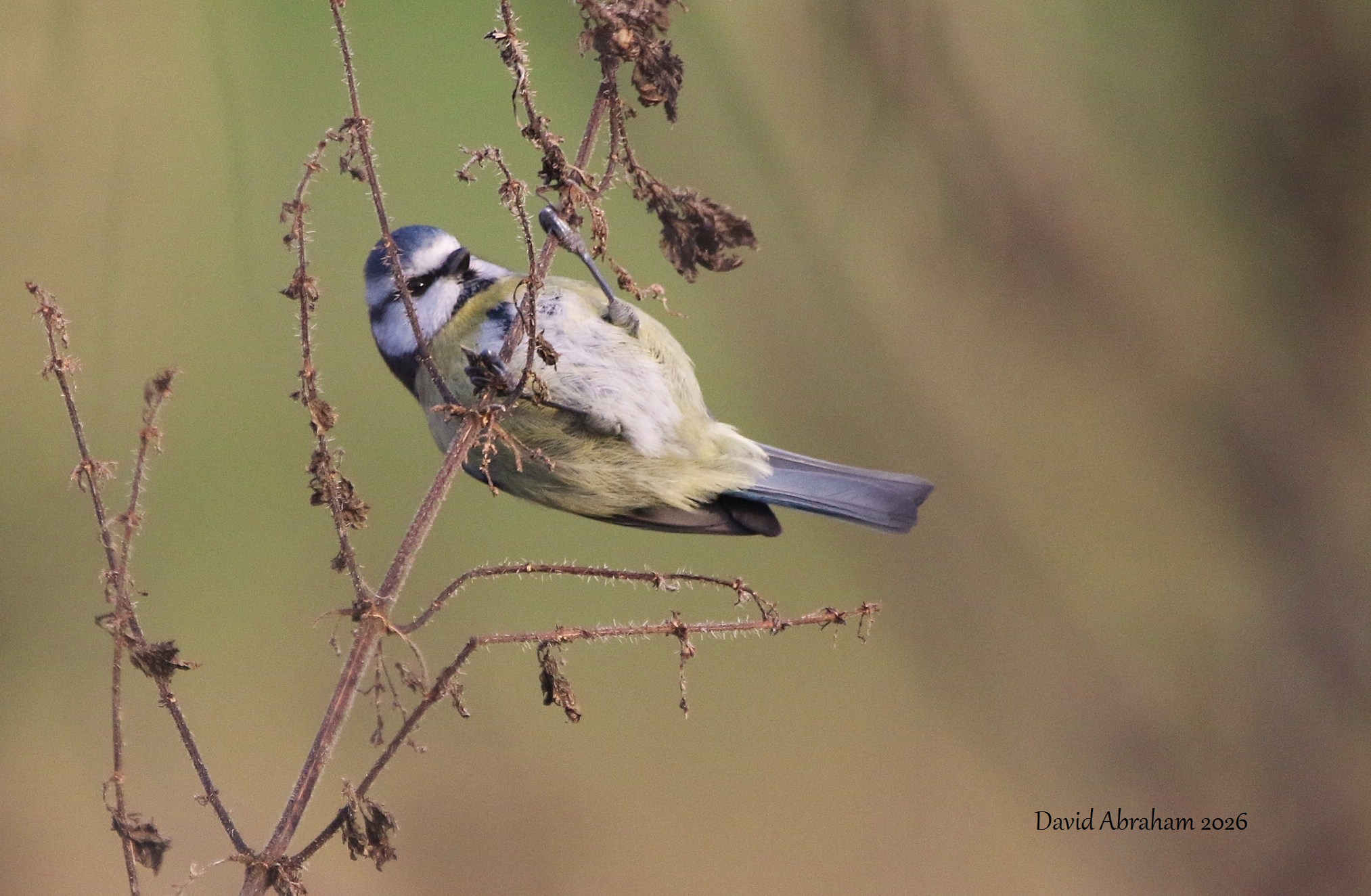 Blue Tit 