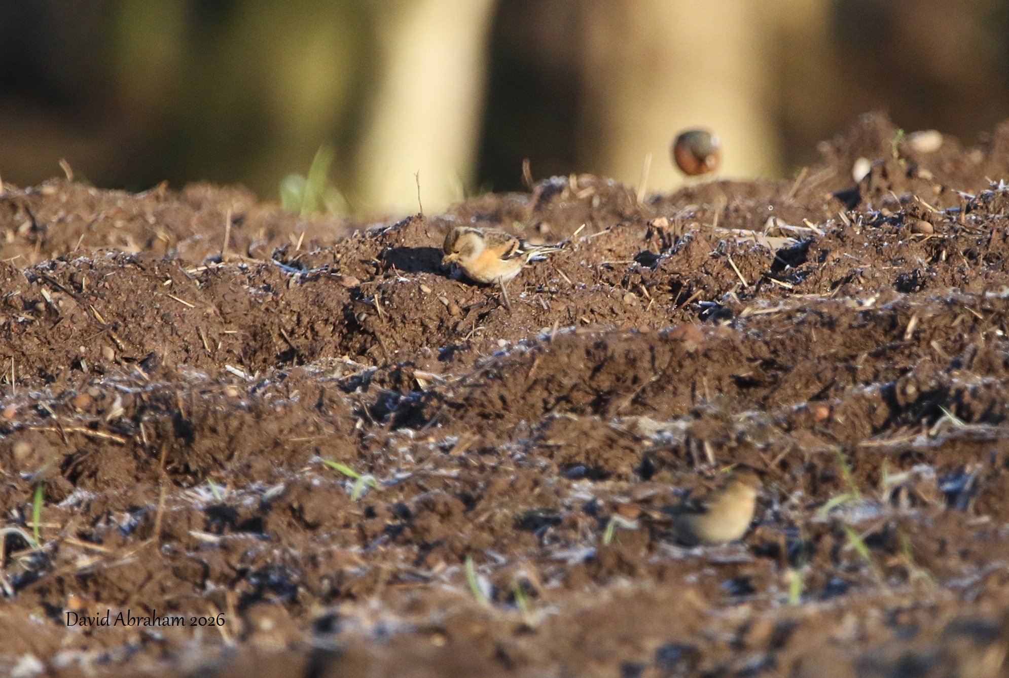  Brambling 
