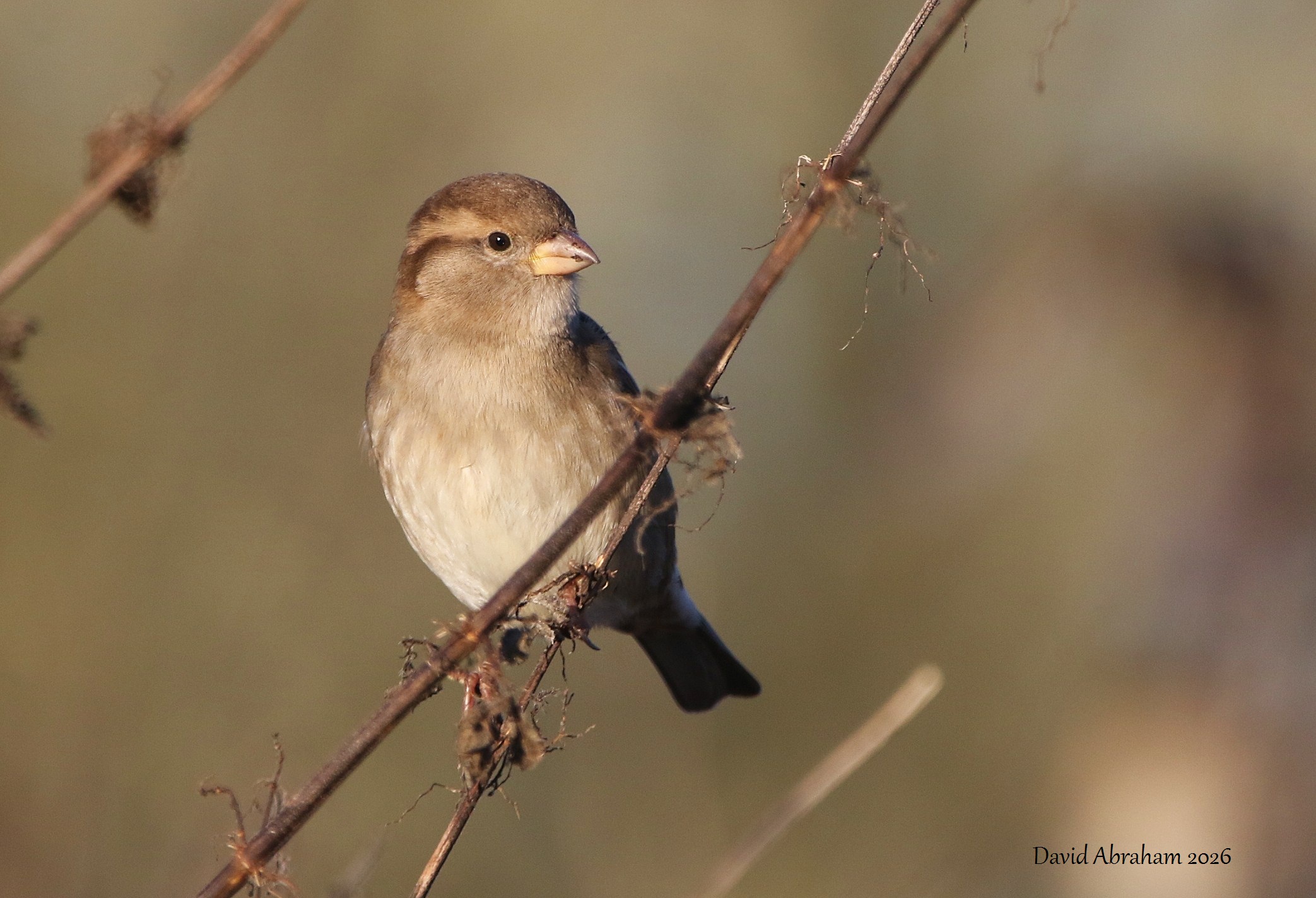 House Sparrow 