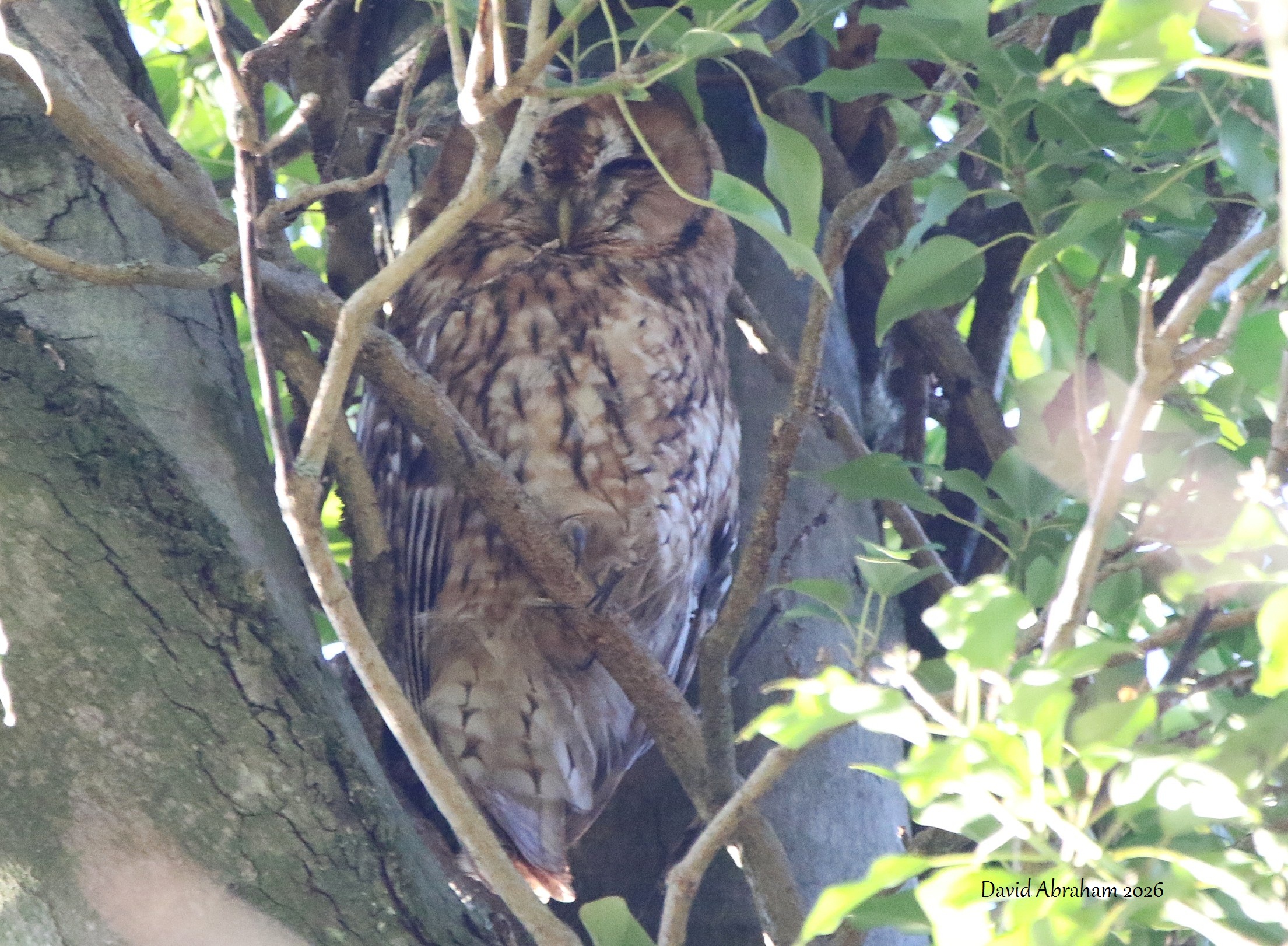 Tawny Owl