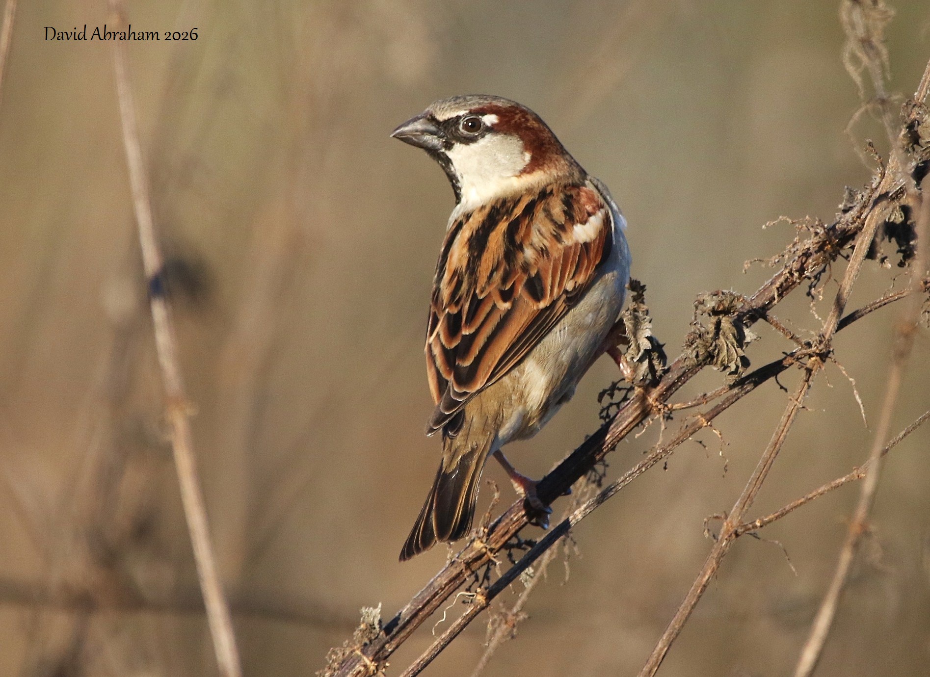 House Sparrow 