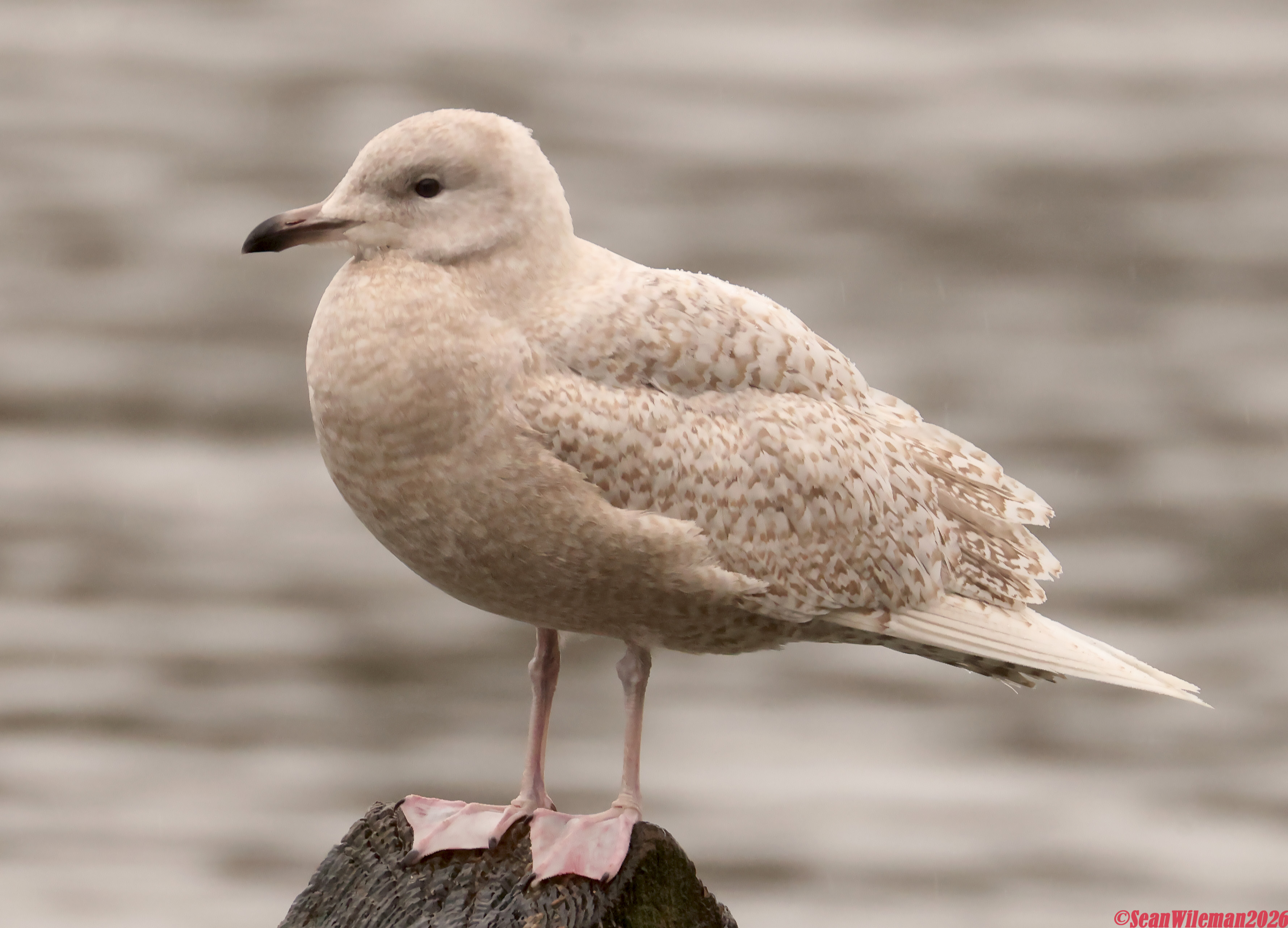 Iceland Gull