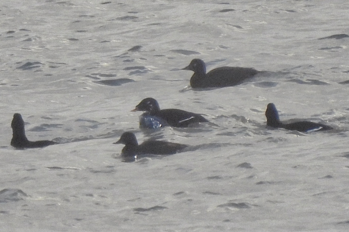 Stejneger's Scoter or hybrid