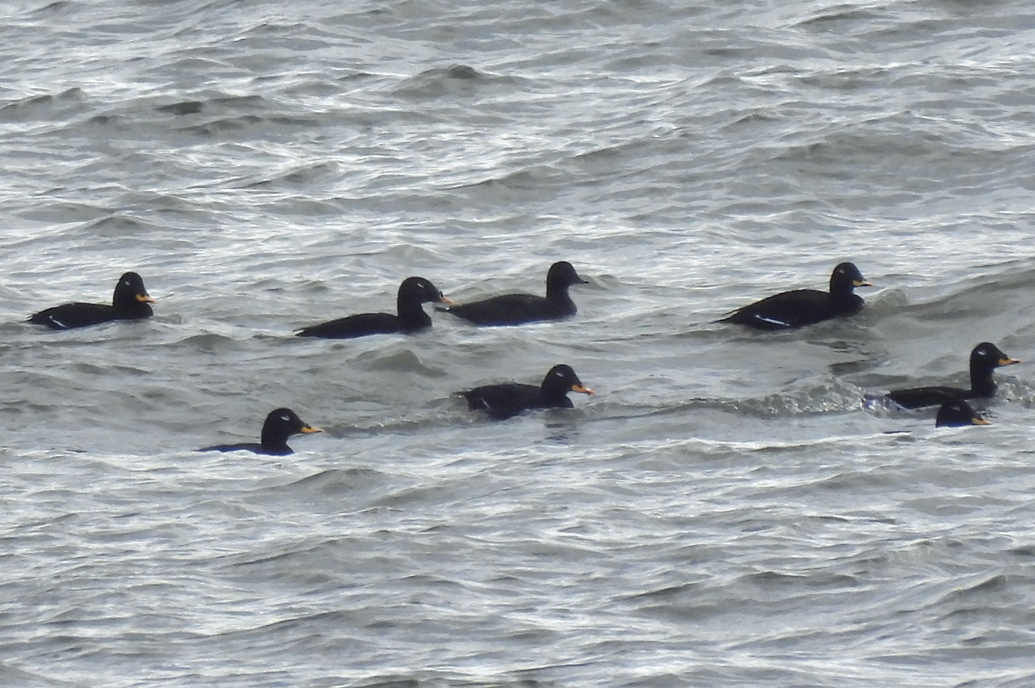 Stejneger's Scoter