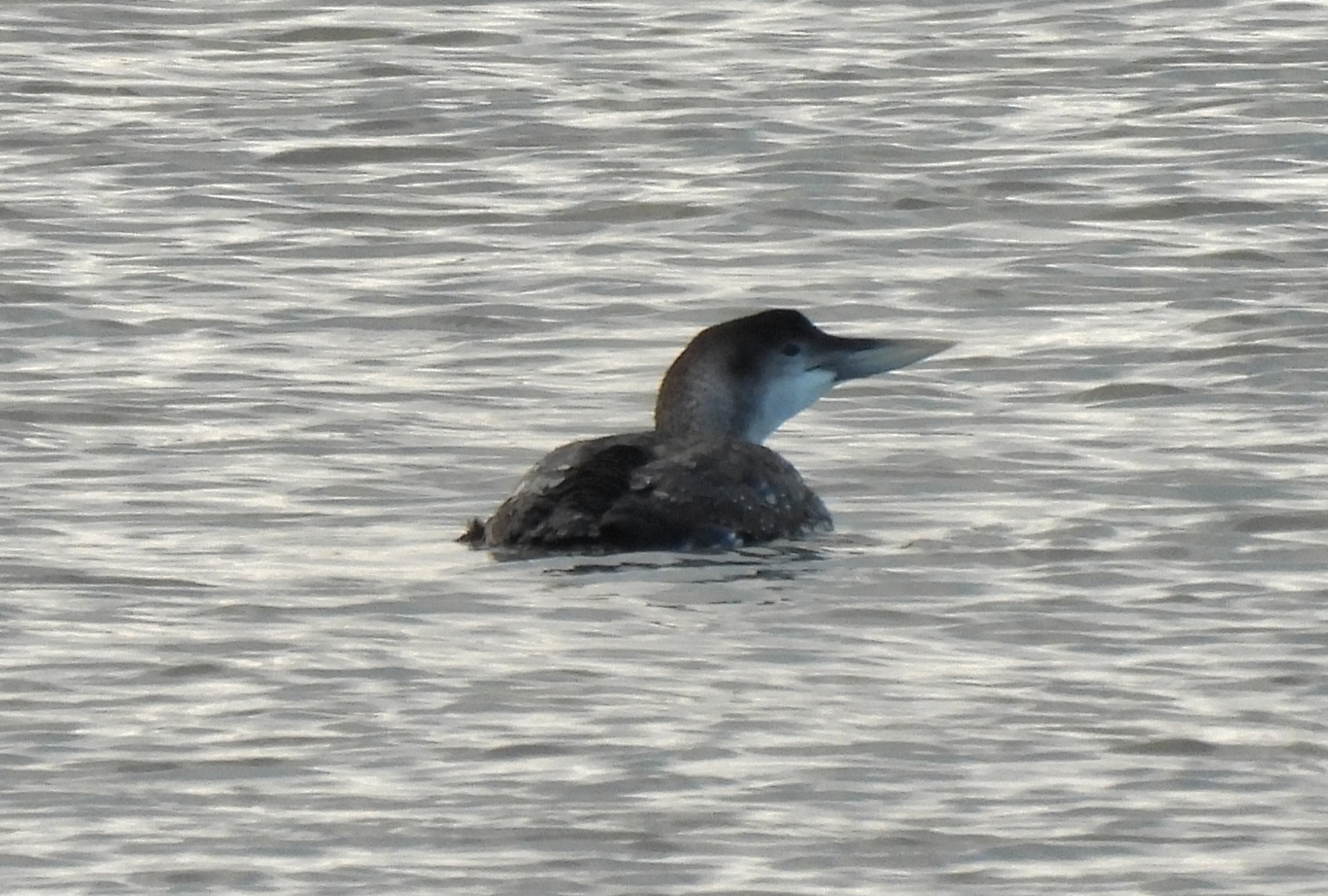 White-billed Diver