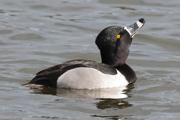 Ring-necked Duck