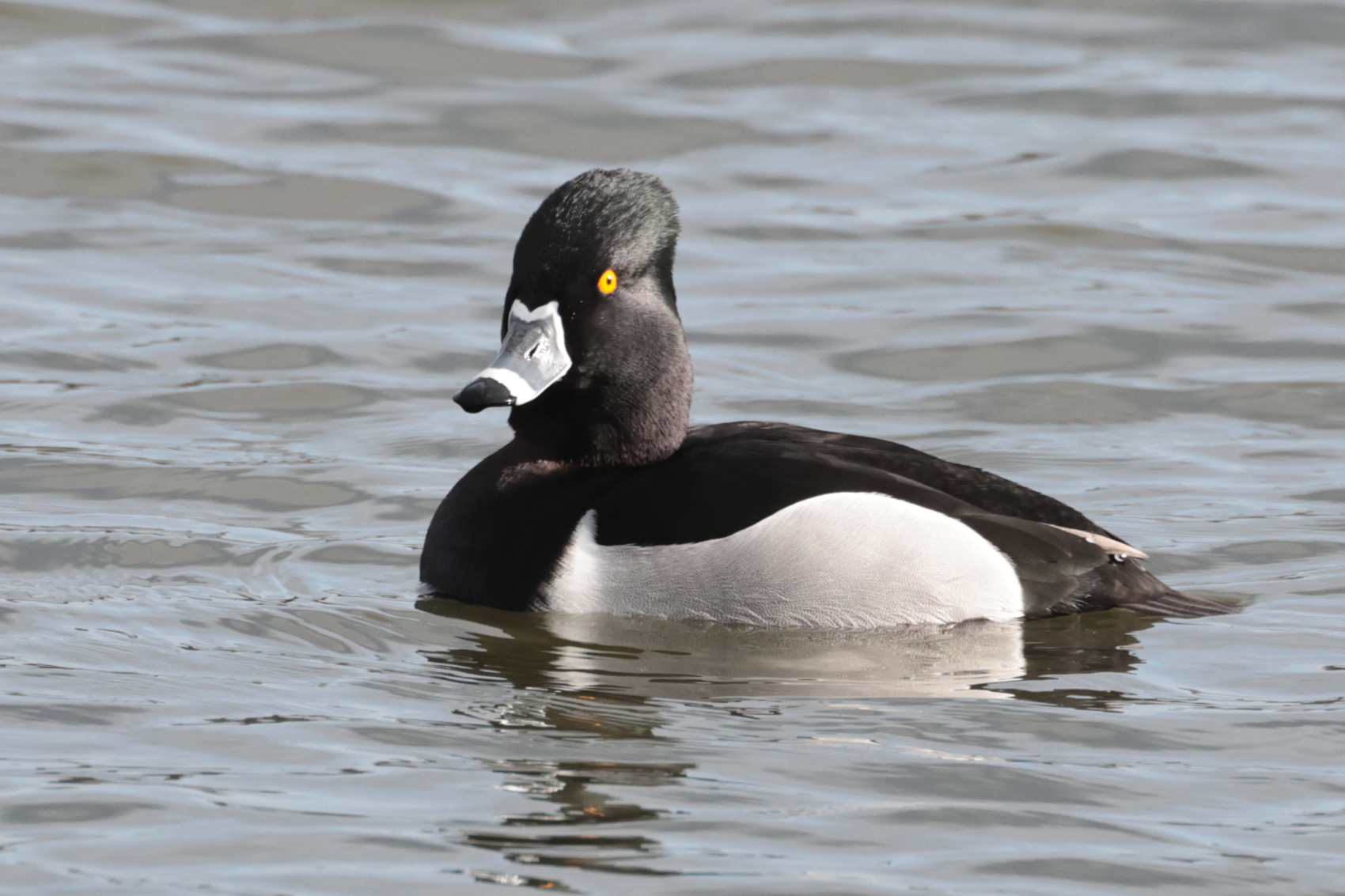 Ring-necked Duck