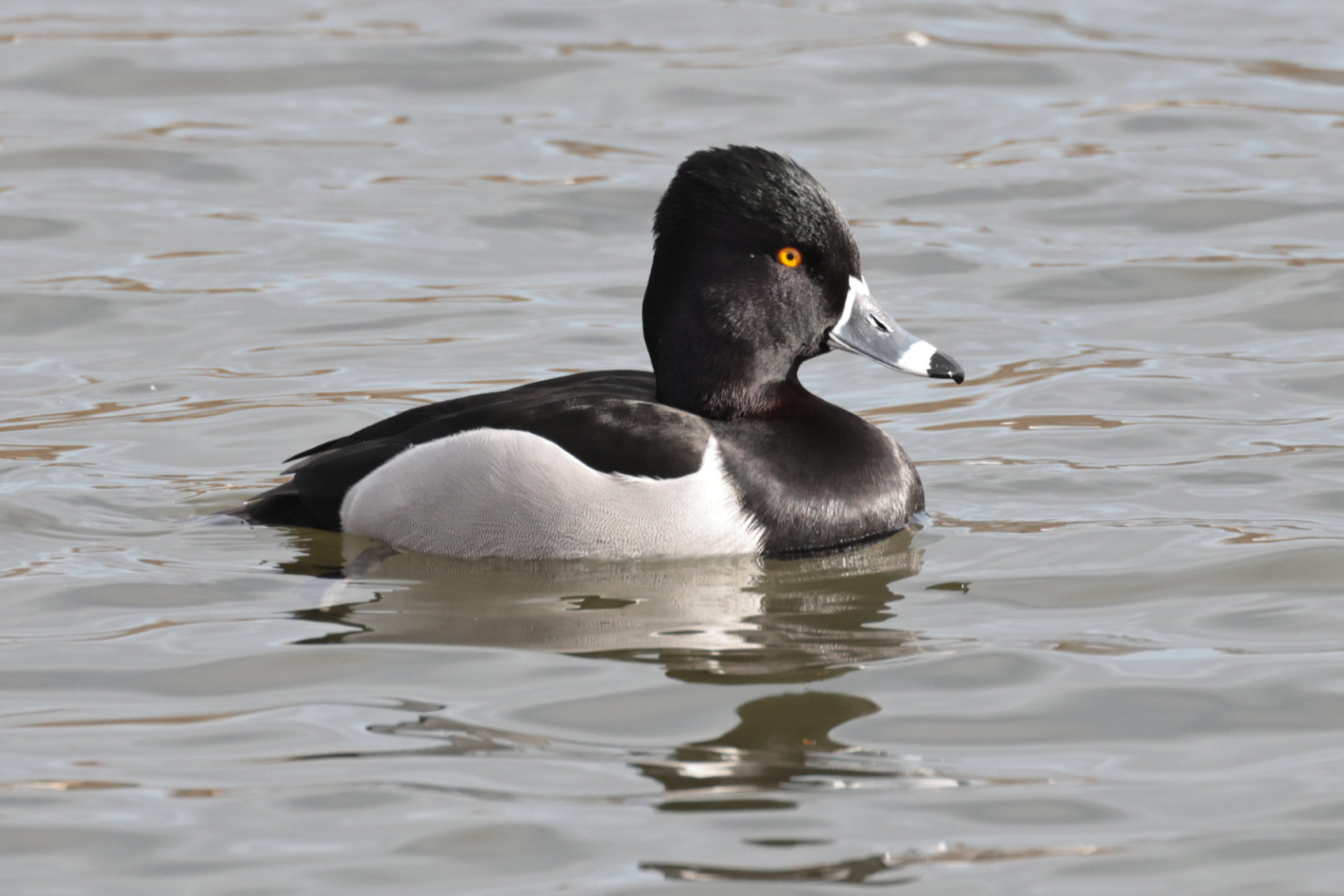 Ring-necked Duck