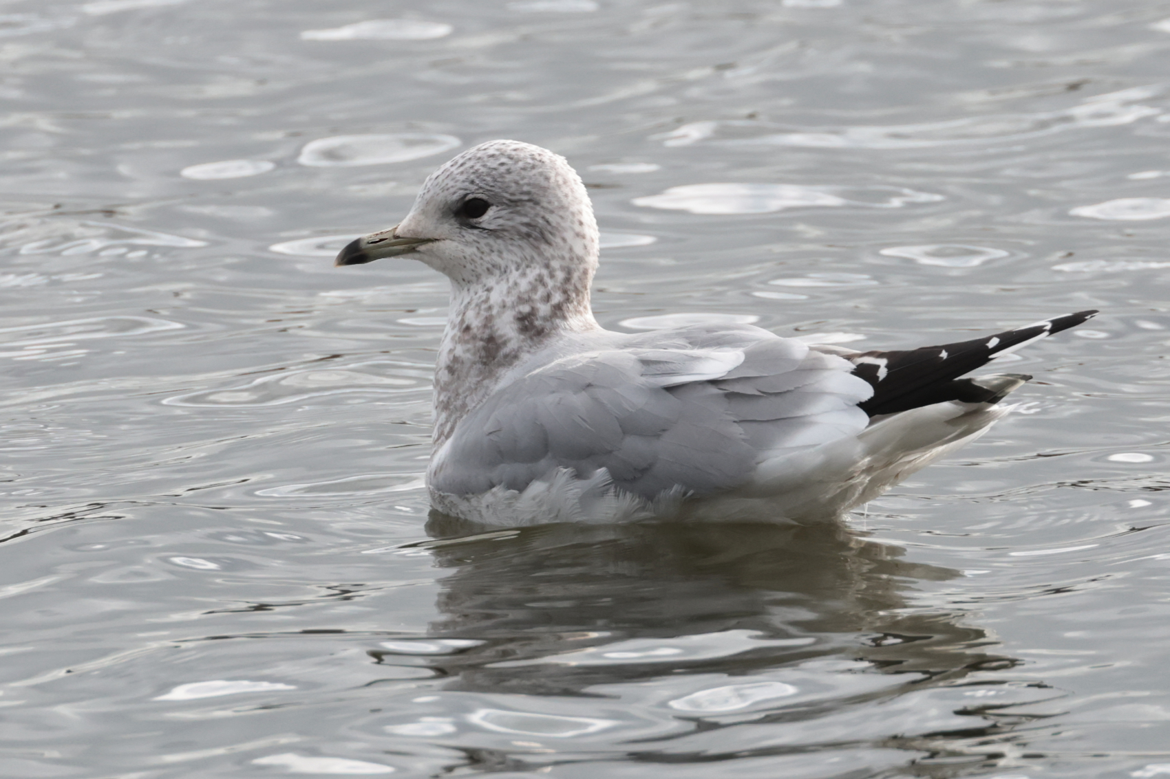 Common Gull