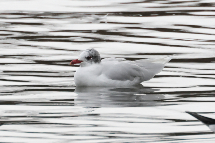 Mediterranean Gull