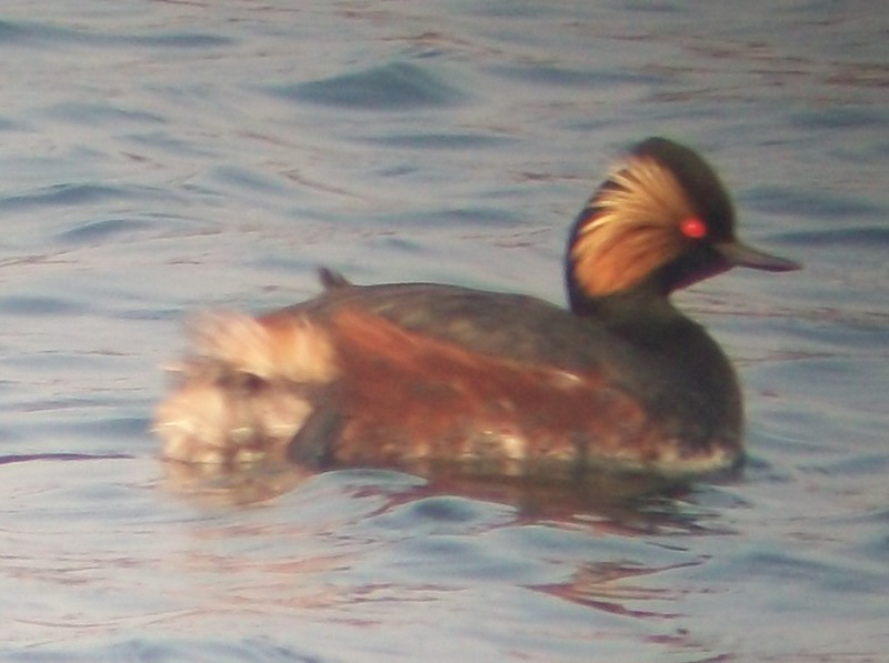 Black-necked Grebe