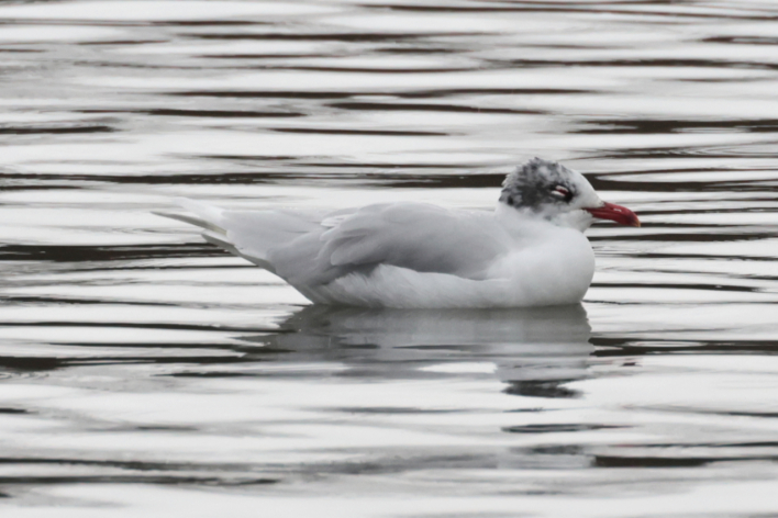 Mediterranean Gull