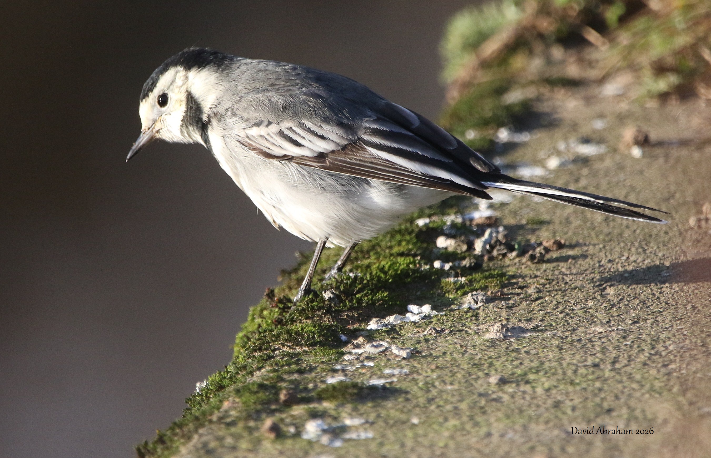 Pied Wagtail 