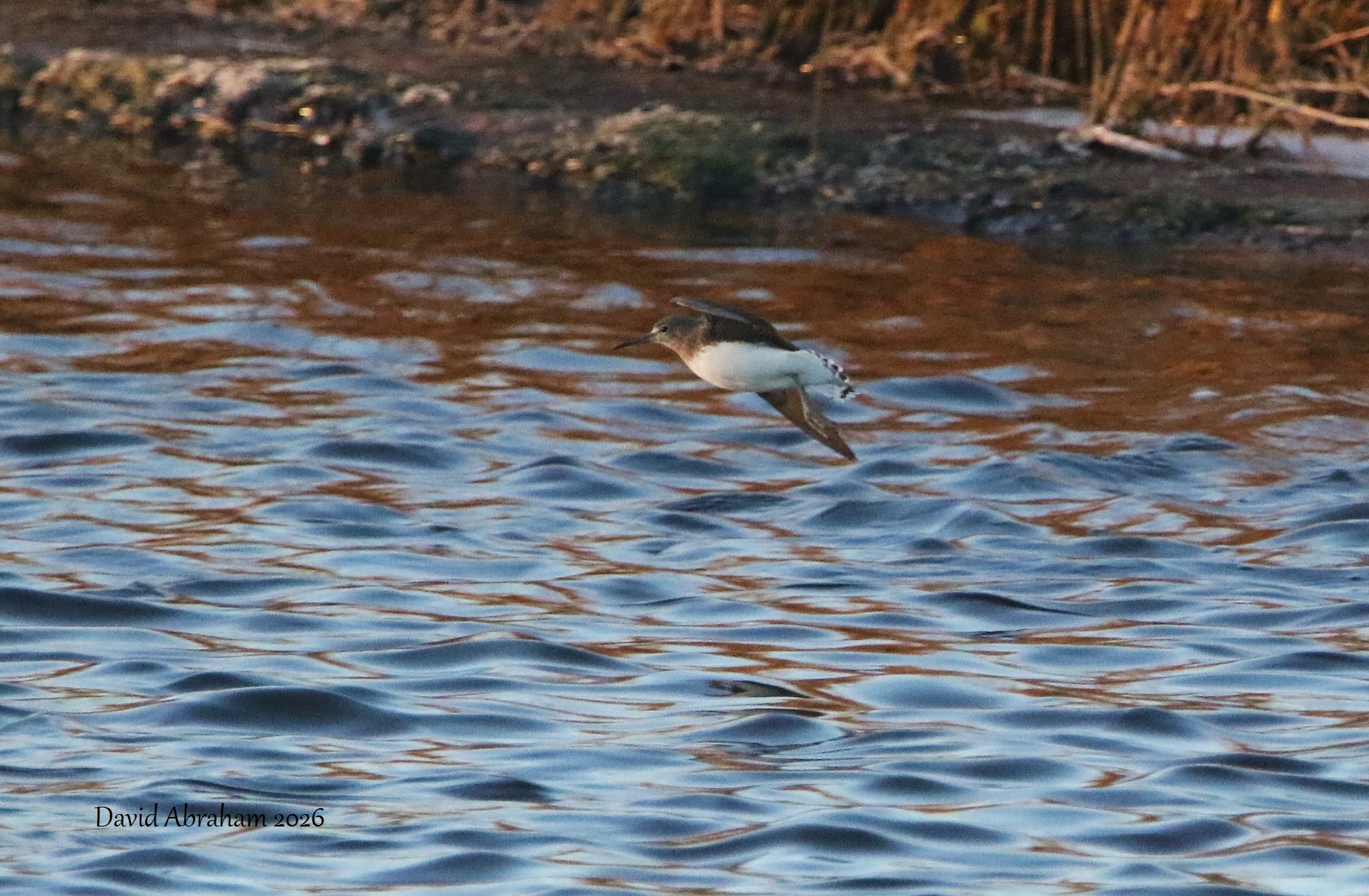 Green Sandpiper 