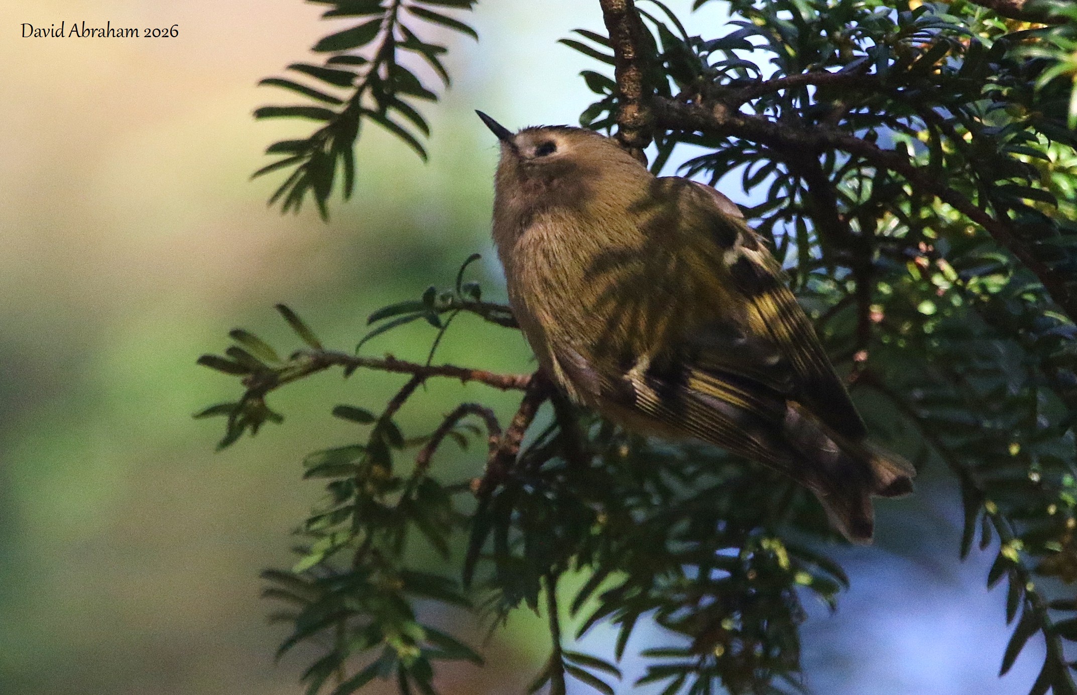 Goldcrest 