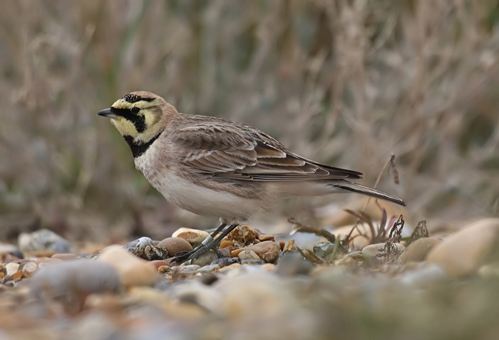 Shorelark